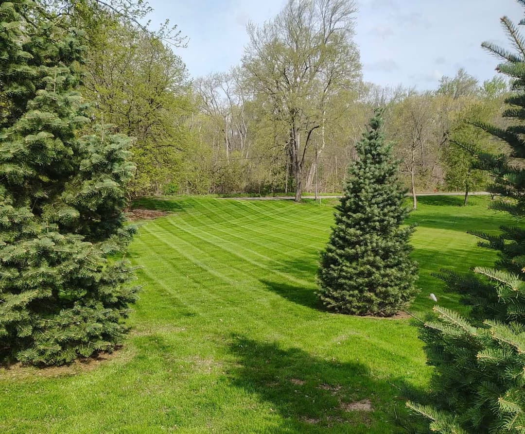Lush green lawn bordered by pine trees, featuring well-defined mowing patterns and a natural landscape.