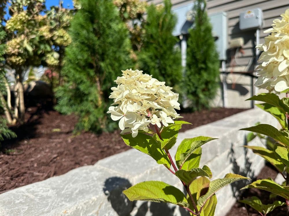 Hydrangea flower cluster in garden with green shrubs and mulch background under clear blue sky.