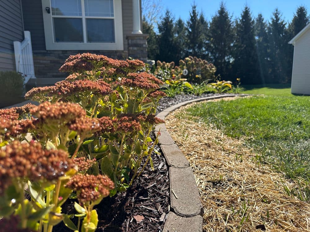 Succulent garden with blooming flowers and a clear blue sky in a residential landscape.