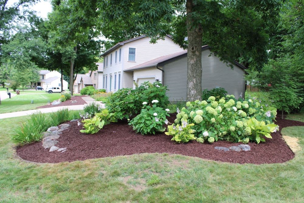 Landscaped garden with mulch, hydrangeas, and lush greenery beside a modern home.